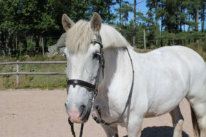 Laffe augusti 2026