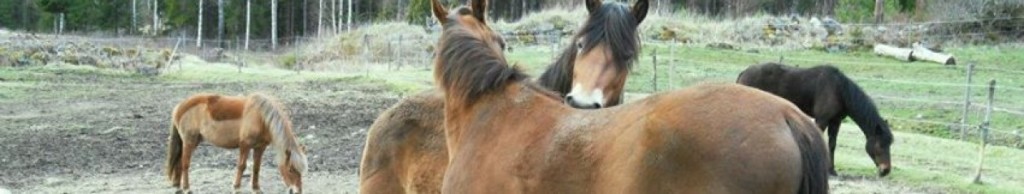 hästarna i hagen i Ridklubben Gullhov